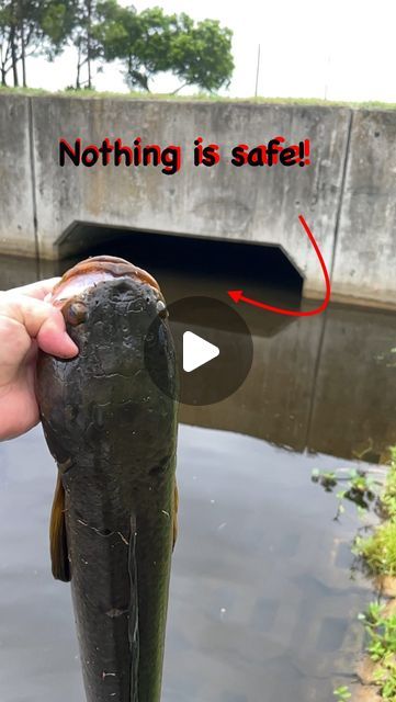 Peter Narbone Jr. on Instagram: "Pop it like it’s hot! After the hook set this snake didn’t know which way to go but home.    Tap that ❤️ and follow 👉 @peacock_pete_fishing 😉  .  #fishing #topwaterbassfishing #fishingvideos #smallmouthbass #snakehead #channa #crappiefishing #panfish #gonefishing #catchandrelease #tightlines #floridafishing #florida #bassfishing #muskyfishing #pikefishing #carpfishing #carpy #guns #knife #viralpost #fishingpole #fishinglife #fishingaddict #snook #tarpon #bassmaster #fish #bank #shore" Fishing Kayak Ideas, Black Bass Fish, Blue Catfish, Musky Fishing, Smallmouth Bass, Pike Fishing, Crappie Fishing, Salmon Fishing, Fishing Videos