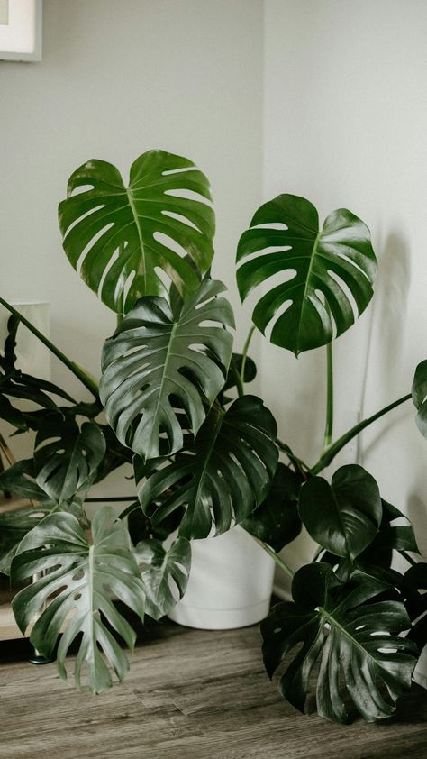 5 plants with large leaves to amp up your home decor Plant Care Aesthetic, Monsters Deliciosa, Repotting Monstera, Monstera Deliciosa Care, Plants Painting, Common House Plants, La Apartment, Dracaena Marginata, Rainforest Plants