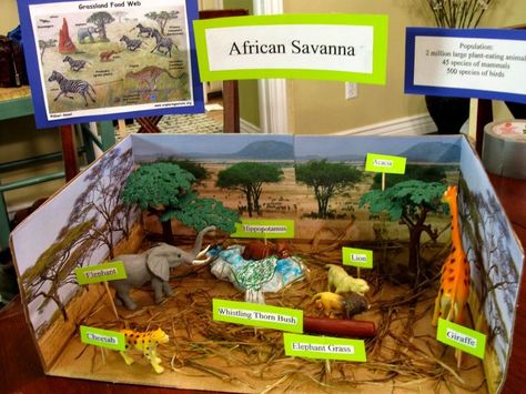 grasslands, biome project idea | Science - CC Cycle 2 | Pinterest ... Ecosystems Diorama, Diaroma Ideas, Savanna Biome, Grassland Biome, Shoebox Project, Biomes Project, Diorama Kids, Diarama Ideas, Ecosystems Projects