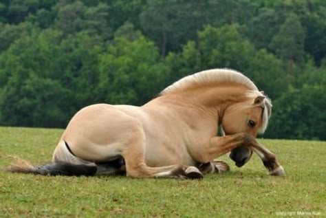 Funny Horse Videos, Horse Poses, Fjord Horse, Horse Reference, Horse Anatomy, Horse Inspiration, Funny Horses, Horse Videos, Most Beautiful Horses