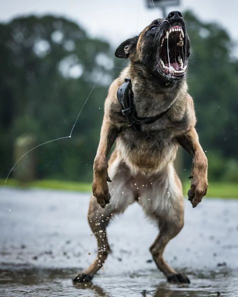 Kangal Dog, Camping With Cats, Belgian Malinois Dog, Angry Dog, Malinois Dog, Dangerous Dogs, Working Dog, Pretty Dogs