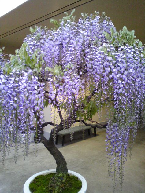 Wisteria Bonsai, Bonsai Trees For Sale, Wisteria Tree, Purple Wisteria, Miniature Trees, Bonsai Plants, Tree Seeds, Bonsai Garden, Unique Gardens