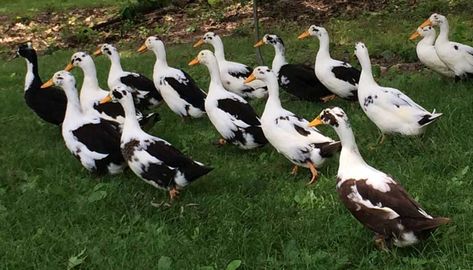 Ancona Ducks, Rouen Duck, Khaki Campbell Ducks, Types Of Ducks, Pekin Duck, Duck Species, Duck Breeds, Muscovy Duck, Raising Ducks