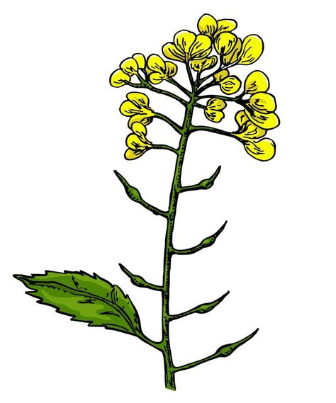 Mustard plant branch vector drawing. Botanical flower illustration. Vintage hand drawn spice sketch. Herbal seasoning ingredient, culinary and cooking flavor. Tree Simple Drawing, Mustard Seed Plant, Flower Illustration Vintage, Mustard Tree, Branch Drawing, Mustard Plant, Mustard Flowers, Branch Vector, Plant Drawing