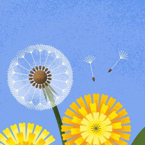 Adrian Bauer • Illustration on Instagram Dandelion Graphic, Dandelion Illustration, Spot Illustration, Flower Illustration, Editorial Illustration, Artsy Fartsy, Dandelion, Planting Flowers, Mural