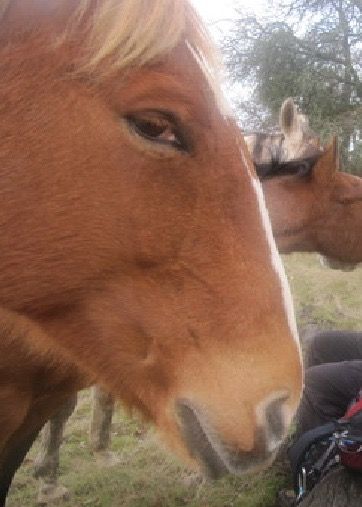 Side eye horse Suspicious Reaction Pic, Horse Meme, Funny Animal Photos, Side Eye, Funny Horse, Silly Animals, Funny Profile Pictures, Silly Pictures, Funny Reaction Pictures