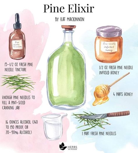 Herbal Elixir Recipes, Pine Recipes, Witchy Ingredients, Herbal Pillow, Tincture Recipes, Medicinal Herbs Remedies, Dry Basil, Herbal Education, Potions Recipes