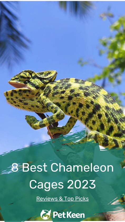 While there are many options when it comes to chameleon cages, it can be challenging to find the right one. Fortunately, we have done the heavy lifting for you. The following are reviews of the best chameleon cages on the market today. - read more... #petkeen #chameleon #bestchameleoncage #reptile #smallpets #petlovers #petcage Diy Chameleon Enclosure, Chameleon Enclosure, Chameleon Cage, 10 Fun Facts, Reptiles Pet, Pet Cage, Heavy Lifting, Animal Companions, Reptiles