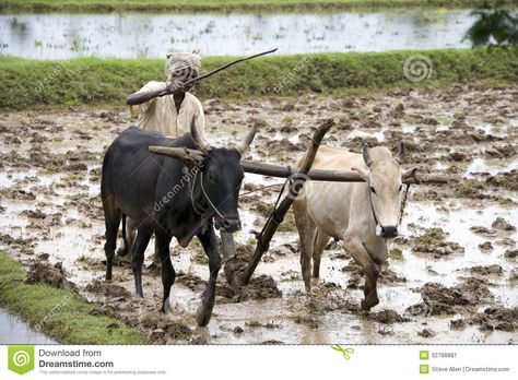 Subsistence Farmer - Tamil Nadu - India - Download From Over 69 Million High Quality Stock Photos, Images, Vectors. Sign up for FREE today. Image: 32768881 Farming Images, Subsistence Farming, Steve Allen, Paddy Field, Village Photography, Tamil Nadu, Animals Images, That Way, Farmer