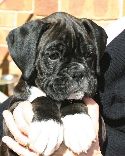 Dark Brindle Male, 8 weeks old - if only they never pooed or barked or teethed, and we had a great aunt who wanted to baby sit him every holiday - yeah, and if he had low energy. Then maybe this bad boy would be under our Christmas tree this year. Brindle Boxer, Boxer And Baby, Cute Boxers, Cesar Millan, Boxer (dog), Boxer Puppy, Boxer Love, Boxer Puppies, Boxer Dogs