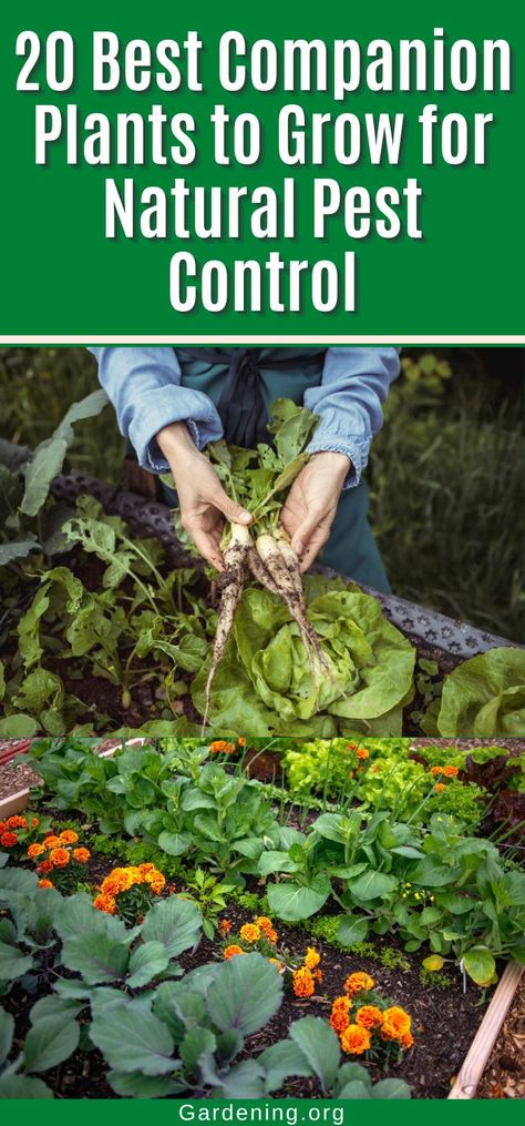 Potato Companion Plants, Best Companion Plants, Companion Planting Chart, Pest Control Plants, Companion Planting Vegetables, Companion Gardening, Garden Companion Planting, Tattoo Plant, Sage Plant