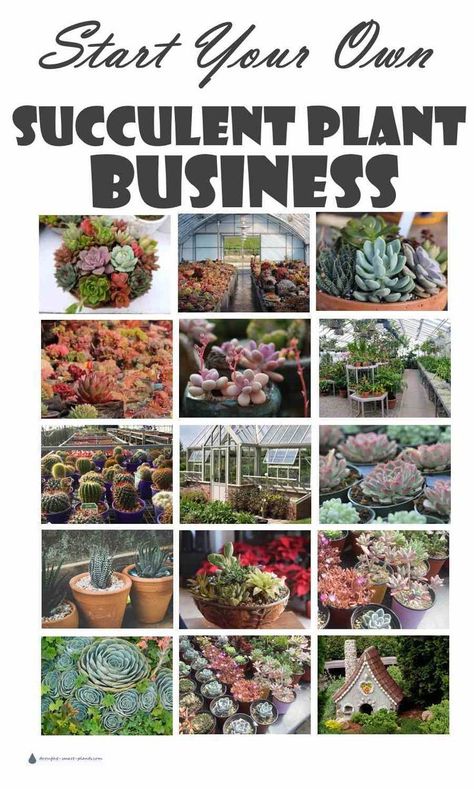 Succulent Business Ideas, Plants Business Ideas, Plant Business Ideas, Succulent Farm, Succulent Business, Plants Business, Selling Plants, Plant Business, Succulent Nursery