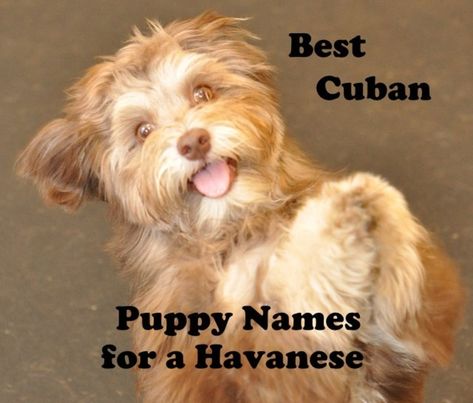 Havanese Haircuts, Havanese Puppies For Sale, Best Puppy Names, Girl Dog Names, Puppies Tips, Names Baby, Dog Haircuts, Brown Puppies, Havanese Puppies