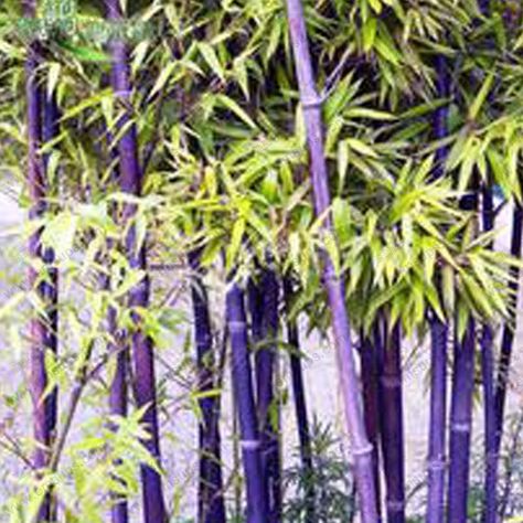 Best Rare Purple Timor Bamboo Seeds Bambusa Black Bamboo Seeds Planted Courtyard Yi Package Under $13.77 | Dhgate.Com Black Bamboo Plant, Bamboo Bonsai, Phyllostachys Nigra, Bamboo Seeds, Growing Bamboo, Bamboo Stalks, Bonsai Seeds, Moso Bamboo, Bamboo Garden