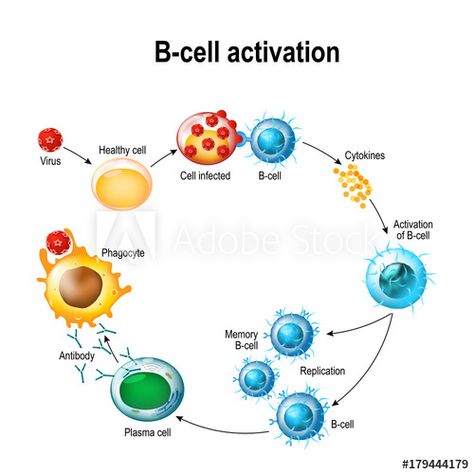 Stock Image: Activation of B-cell leukocytes Cell Diagram, Biology Classroom, B Cell, Medical Student Study, Medical Laboratory Science, Medical School Studying, Nursing School Notes, T Cell, Science Notes