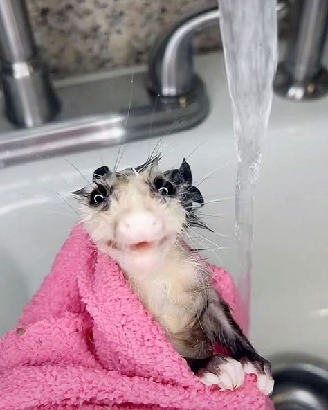 Unhinged Possum, Opossum Pfp, Opossum Fursona, Possum Funny, Opossum Funny, Cute Opossum, Unique Pets, Silly Animal Pictures, Baby Opossum