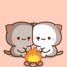 Mochi Cat Gif, Goma Peach, Mitao Cat, Mochi Cats, Peach And Goma, Mochi Cat, Peach Goma, Peach Cat, Bear Gif