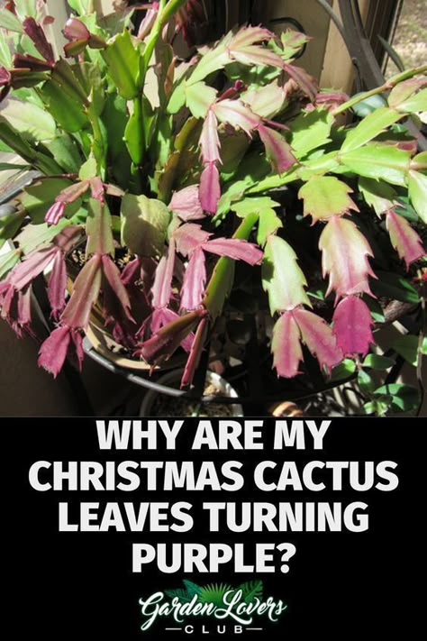 Christmas Cactus Problems, How To Care For Christmas Cactus Plants, How To Root A Christmas Cactus, Cactus Propagation, Christmas Cactus Propagation, How To Grow Cactus, Understory Plants, Gardening Inside, Cactus Leaves