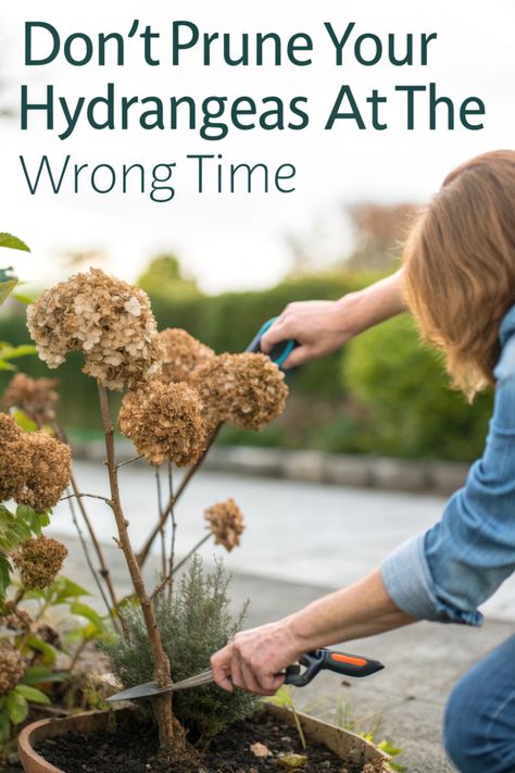 Want to know how and when to prune your hydrangeas? This guide has all the details to help you tackle pruning hydrangea trees, Annabelle hydrangeas, and even Bobo varieties with confidence. Learn the best timing for spring pruning, tips for winterizing, and how to root hydrangea cuttings. Plus, find out when it’s best to transplant hydrangeas. Start here for healthy, blooming hydrangeas year-round—let’s make your garden thrive! How To Prune Bobo Hydrangeas, Propagating Hydrangeas From Cuttings, How To Prune Hydrangeas Spring, Pruning Hydrangeas When To, Pruning Hydrangeas Spring, Pruning Limelight Hydrangeas, How To Prune Hydrangeas, Potted Hydrangea Care, Spring Pruning