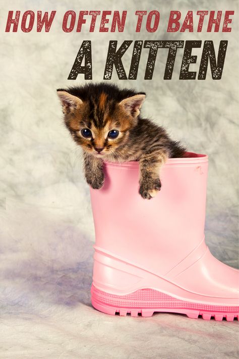 Diy Beauty Tips, Getting A Kitten, Cat Bath, Go Pink, Pink Boots, Cat Posters, Cute Diys, Cat Friendly, Cats Meow