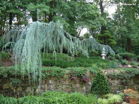 weeping blue atlas cedar Front Yard Drought Tolerant, Weeping Blue Atlas Cedar, Blue Atlas Cedar, French Courtyard, Cedrus Atlantica, Weeping Trees, Atlas Cedar, Small Japanese Garden, Asian Landscape