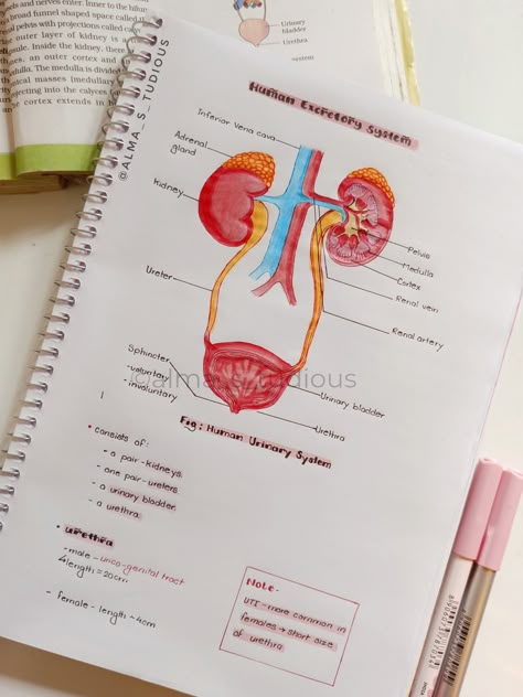 topic -       •Human Excretory system/Human urinary system       #1#aesthetic#notes#neetnotes Excretory System Notes, Urinary System Notes, Human Excretory System, Human Urinary System, Notes Of Biology, Bio Project, Studying Notes, Excretory System, Bio Notes