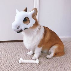 Best Dog Costumes, Corgi Puppy, Dog Costumes, Pembroke Welsh Corgi, Corgi Dog, Cute Animal Photos, Welsh Corgi, 영감을 주는 캐릭터, Animal Photo