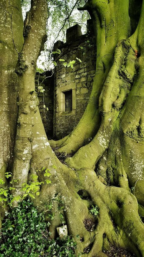 Reclaimed By Nature Ruins, Ruin Aesthetic, Forest Ruins, Old Growth Forest, Nebelung, Wood Nymph, Wood Nymphs, Castle Tower, Ancient Forest