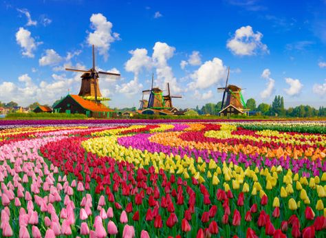 536,144 Amsterdam Stock Photos, High-Res Pictures, and Images - Getty Images Amsterdam Honeymoon, Amsterdam Tulip Fields, Tulips Bloom, Amsterdam Tulips, Tulips Images, Dutch Countryside, Tulips Arrangement, Famous Monuments, Visit Amsterdam