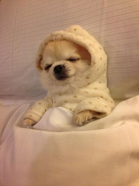 14 Lovely Pictures Of Chihuahuas Who Love To Sleep Very Much | PetPress Psy Chihuahua, Image Chat, Cute Chihuahua, Chihuahua Love, Chihuahua Puppies, Chihuahua Dogs, Cute Dogs And Puppies, Cute Little Animals, Small Dog