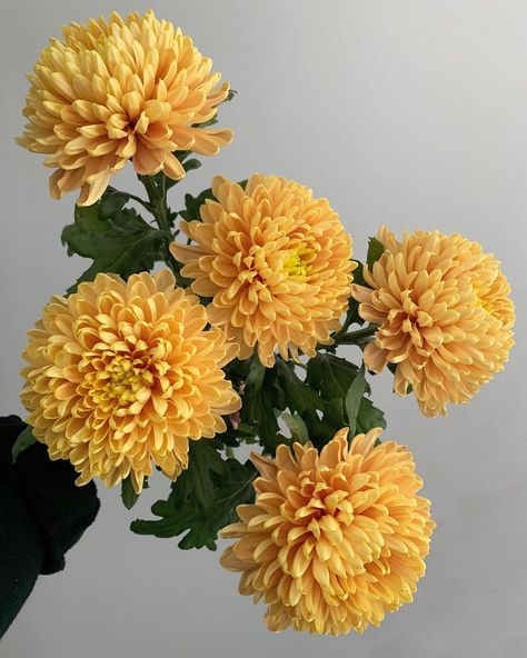 Potomac Floral Wholesale on Instagram: “Ugh just can not stop loving on cremons. Huge heads, cost-effective, and way better longevity than dahlias… no shade. Also I’m really…” Chrysanthemum Bouquet, Botanical Inspiration, Flower Catalog, Floral Composition, Nothing But Flowers, Flower Names, Flower Therapy, Dahlia Flower, Pretty Plants