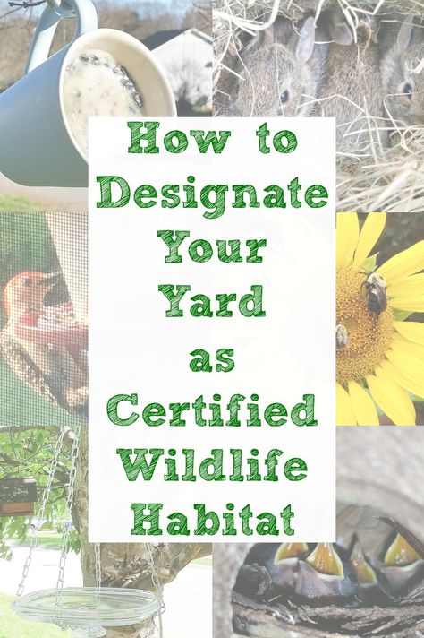 Designating your yard as Certified Wildlife Habitat is easier than you may think! You probably already have several elements in place and it's such a fun thing to do with the kids while you're stuck at home. #backyardhabitat #Certifiedwildlifehabitat #birdfeeders #birdbaths #backyardwildlife #habitatgarden #beehabitat #butterflygarden #birdhouse #suburbanwildlife #yardcritters Butterfly Habitat, Habitat Garden, Thrift Store Decor, Upcycled Projects, Garden Junk, Upcycling Ideas, Diy Birds, Wildlife Gardening, Pollinator Garden