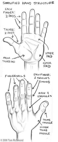 basic drawing techniques - Google Search More Hand Structure, References Drawing, Draw Hands, Drawing Hands, Basic Drawing, Anatomy Drawing, Art Instructions, Anatomy Reference, Drawing Lessons