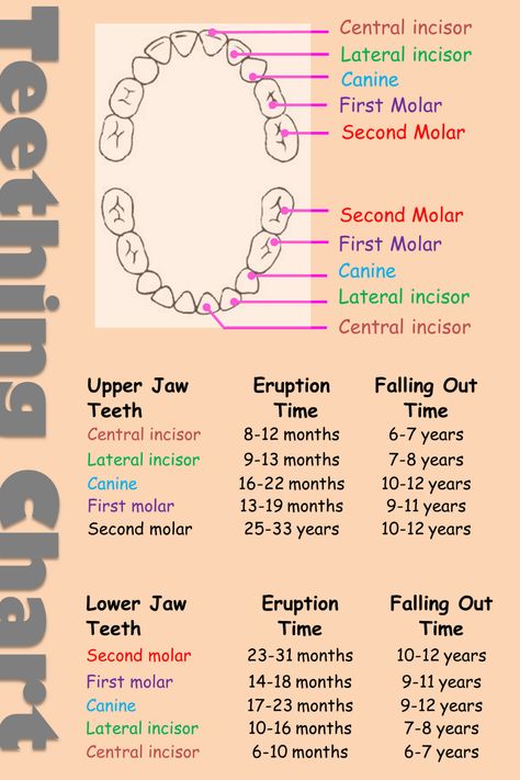 Dental Teeth Chart, Mixed Dentition Chart, Dental Care Tips, Tooth Number Chart, Teeth Chart Dentistry, How Many Teeth Do We Have, Tooth Eruption Chart, Dental Assistant Study Notes, Primary Teeth Chart