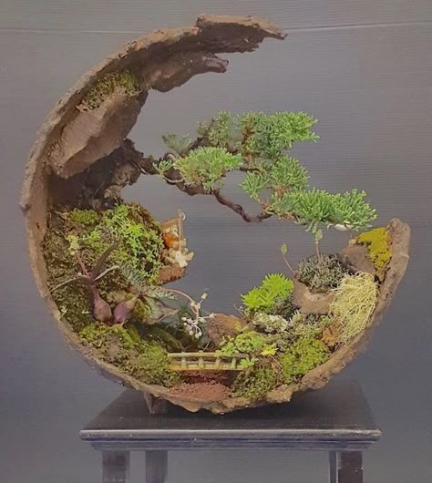 Bonsai Display Outdoor, Driftwood Terrarium, Unique Bonsai, Wooden Bonsai Pots, Terrarium Sculpture, Forest Bonsai Style, Closed Terrarium Plants, Miniature Zen Garden, Coastal Redwood Bonsai