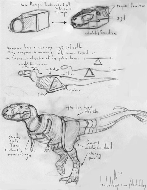 Tyrannosaurus Rex Anatomy, Dinasour Drawing Reference, Trex Reference, How To Draw Dinosaur, Accurate Dinosaurs, How To Draw Dinosaurs, Dinosaur Tutorial, Dinosaur Anatomy, Dinosaur Reference