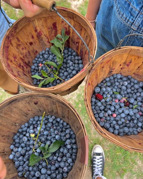 Picking Blueberries Aesthetic, Blueberry Picking Photoshoot, Estonian Summer, Alien House, Wholesome Moments, Farm Inspiration, Scandi Summer, Blueberry Girl, Blueberry Farm