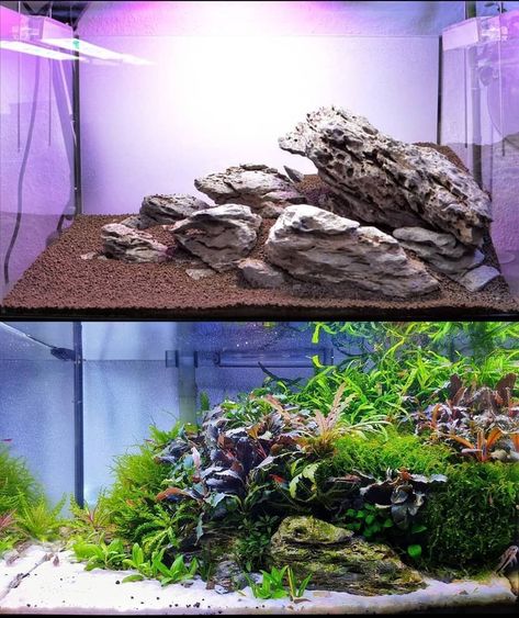 Aquarium Set, Fish Tank Terrarium, Amazing Aquariums, Cool Fish Tanks, Aquascape Design, Betta Aquarium, Tropical Fish Tanks, Aquatic Garden, Mini Aquarium