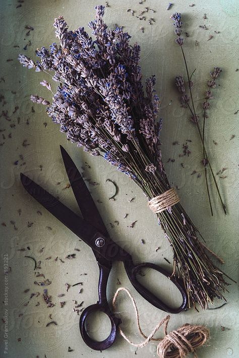 Stock Photography Ideas, Apothecary Decor, Heather Plant, Dried Lavender Flowers, Lavender Aesthetic, Market Stall, Wood Book, Dry Plants, Close Up Photography