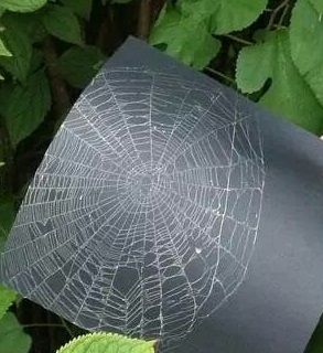 How To Preserve Spider Web, Spider Web Preservation, How To Preserve A Spiderweb, Preserve Spider Web, Preserving Spider Web, Preserved Spider Web, School Ground, Spider Web Craft, Spider Activities