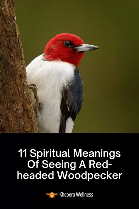 Spiritual Meaning Of Woodpecker, Woodpecker Spiritual Meaning, Cardinal Meaning, Red Headed Woodpecker, Totem Animals, Lucky Sign, Nature Magic, Red Meaning, Animal Spirit Guides