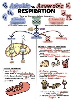 Doodle notes and presentation to walk your class through the process of aerobic and anaerobic respiration. It begins with glycolysis then discusses the pathways leading to each type of respiration/fermentation.Credits and links to other helpful products can be found on the last slide of the presentation. Aerobic And Anaerobic Respiration Notes, Aerobic Vs Anaerobic Respiration, Aerobic Respiration Diagram, Anaerobic Respiration Notes, Aerobic And Anaerobic Respiration, Glycolysis Pathways, Anaerobic Respiration, Gcse Biology, Bio Notes