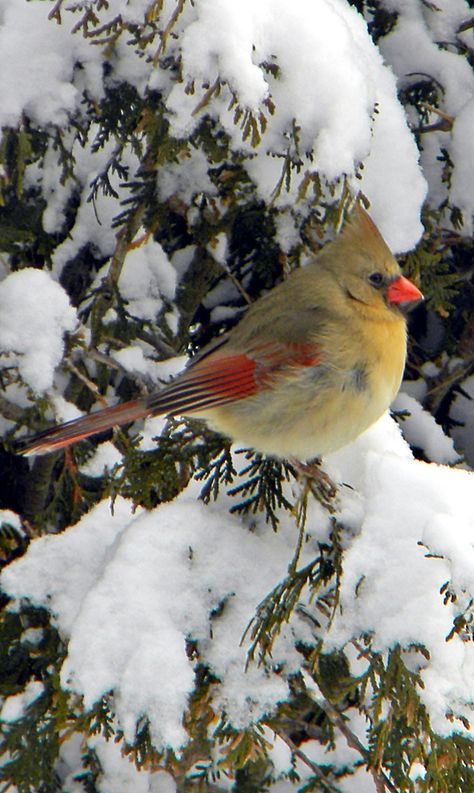 Female Cardinal in Snowy Tree. Cardinals Birds, Cardinal Tattoo, Snow Birds, Female Cardinal, Song Birds, Baby Birds, Snowy Trees, Winter Bird, Cardinal Birds