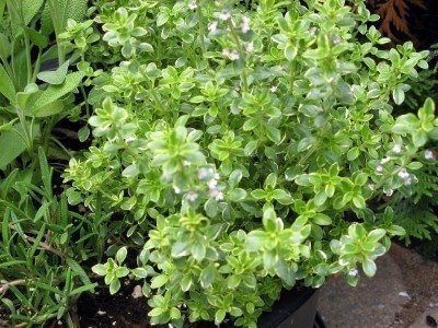 Growing Thyme, Chives Plant, Thyme Herb, Thyme Plant, Growing Cilantro, Growing Raspberries, Albizia Julibrissin, How To Grow Lemon, Outdoor Herb Garden