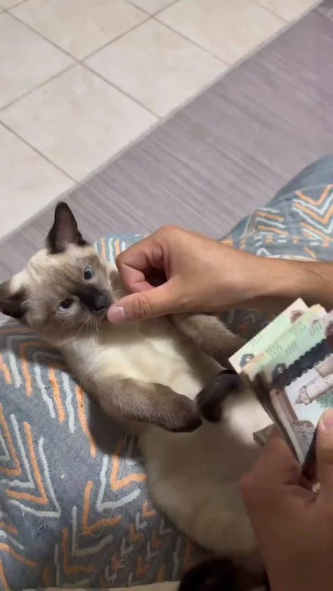 When your cat turns into a money manager on the weekend! The Weekend, Cute Animals, Turn Ons, Money, Animals