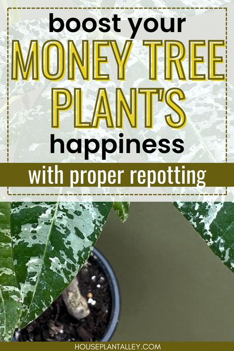 Boost your money tree plant's happiness through proper repotting tips. Money Plant Indoor, Money Tree Plant Care, Money Plant Care, Pachira Money Tree, Money Tree Plant, Pachira Aquatica, Plant Care Tips, Money Plant, Money Tree