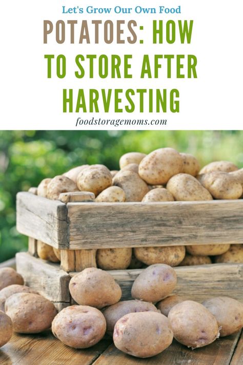 Potatoes Growing, Potato Growing, Harvesting Potatoes, Tattoo Plant, How To Store Potatoes, Planting Potatoes, Fall Garden Vegetables, Backyard Vegetable Gardens, Harvest Recipes