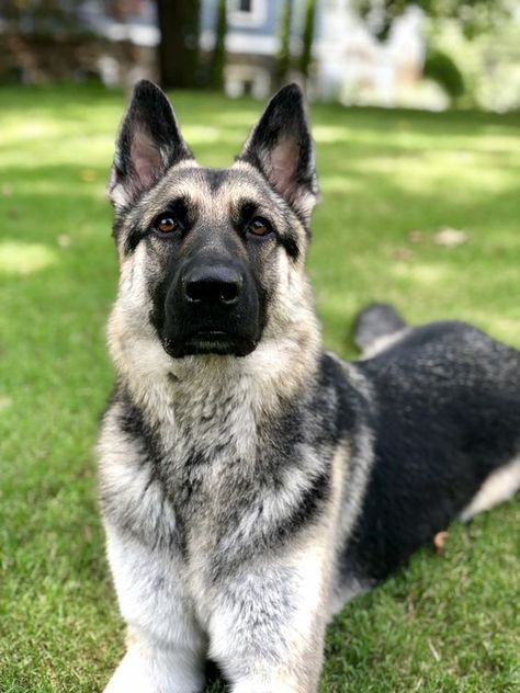 Eastern European Shepherd, East European Shepherd, Romania People, German Shepherd Husky, Siberian Huskies, Purebred Dogs, Types Of Dogs, Wolf Dog, Shepherd Dogs