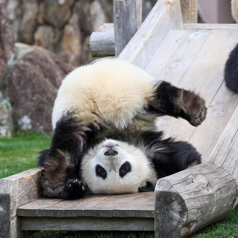 Giant Panda Bear, Cute Wildlife, Baby Panda Bears, Cute Pandas, Panda Baby, Cute Small Animals, Panda Bears, Panda Love