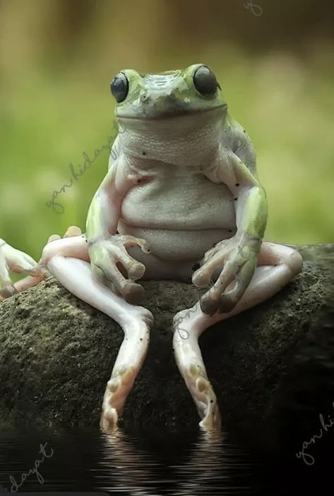 Frogs Reference, Frogs Sitting Like Humans, Cute Frog Photos, Cute Frog Photography, Frog Facing Forward, Sitting Frog Tattoo, Turtle Reference Photo, Frog Standing Up, Frogs Doing Human Things